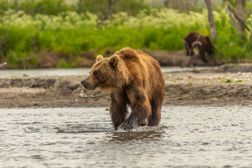 Ruling the landscape, brown bears of Kamchatka (Ursus arctos beringianus)