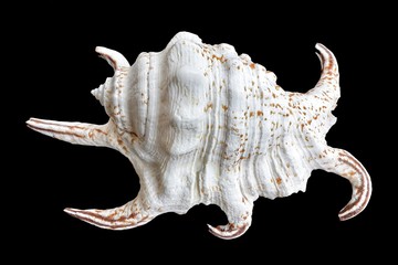 Conchiglia (Harpago arthritica)