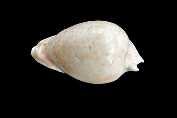 Conchiglia (Umbilia hesitata)