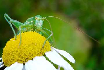 A large green grasshopper sits on a daisy
