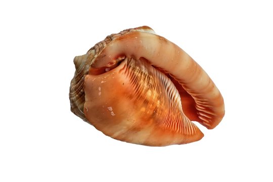 Conchiglia (Cypraecassis rufa)