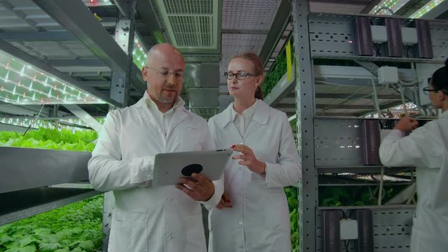 Scientists in white coats with a laptop go along the corridor of the farm with hydroponics and discuss the results of gene studies on plants. Look at the samples.