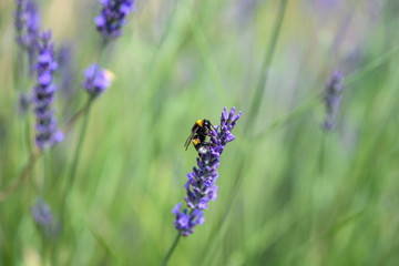 Bumblebee on a Blooming purple lavender flower and green grass in meadows or fields Blurry natural background Soft focus