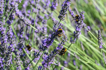 Bumblebee on a Blooming purple lavender flower and green grass in meadows or fields Blurry natural background Soft focus