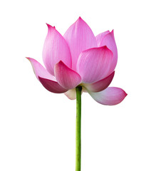Obraz na płótnie Canvas Pink Lotus flower isolated on white background.File contains with clipping path so easy to work.