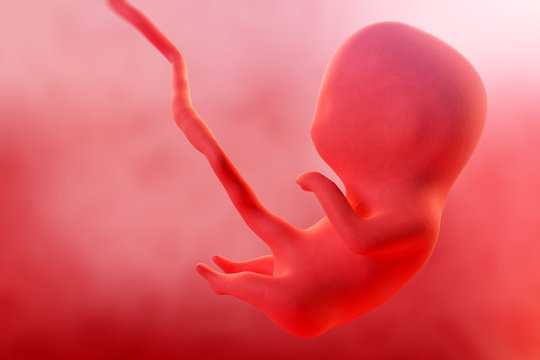 Fetal Heart Beat In Womb Images – Browse 204 Stock Photos, Vectors, and ...