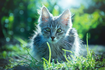 Naklejka na ściany i meble Little kitten sitting in the grass. Kitten on the nature close-up.