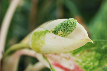 Anthurium: species of flowering plants