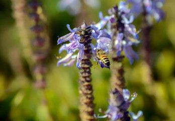 bee on a flower
