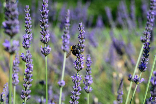 Bumblebee on a Blooming purple lavender flower and green grass in meadows or fields Blurry natural background Soft focus