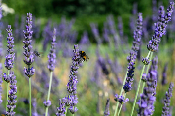 Bumblebee on a Blooming purple lavender flower and green grass in meadows or fields Blurry natural background Soft focus