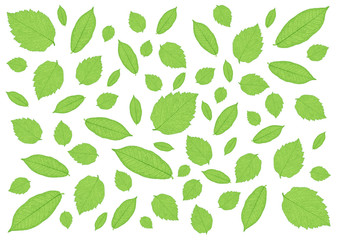 Fototapeta na wymiar Leaves Green pattern on white background illustration