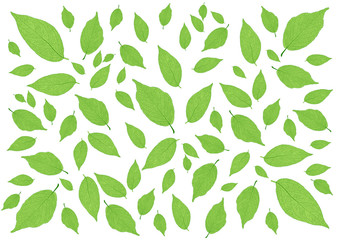 Leaves Green pattern on white background illustration