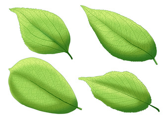 Green leaf paint on white background