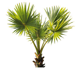young Betel palm on isolate background and clipping path