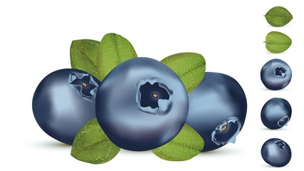 Forest berry with leaft. Collection fresh ripe blueberry. 3d realistic blueberry on white background. Macro texture. Icons blueberry close up. Vector illustration.