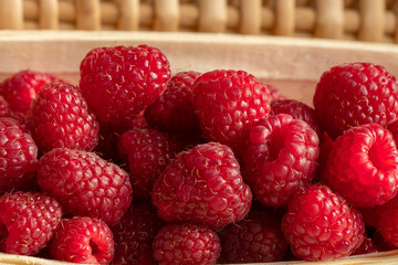 Harvest of ripe red raspberries, collected in the basket