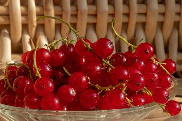 Harvest of ripe red berries of red currant, collected in the basket