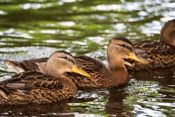 Close-up portrait of a duck in water.