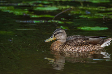 Close-up portrait of a duck in water.