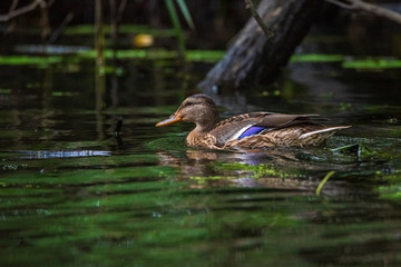 Close-up portrait of a duck in water.