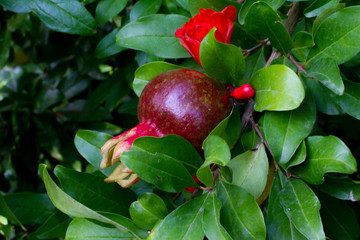 Red, ripe pomegranate fruit on a tree branch in the garden. For fresh juices and drinks. space for text. Health benefits and vitamins. Fruits and berries.