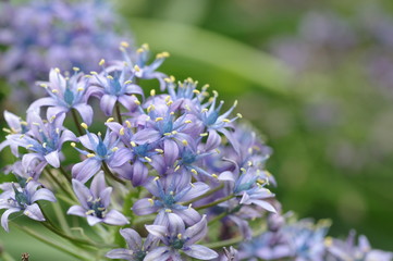 オオツルボ （シラー・ペルピアナ）