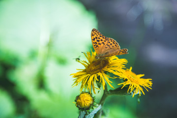 Beautiful Butterfly on a yellow flower. Spring time.