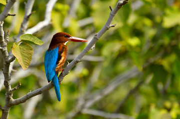 White-throated kingfisher, Halcyon smyrnensis or Smyrna kingfisher sitting on a branch, Pune, Maharashtra, India