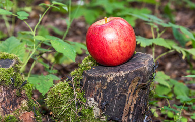 Ripe Apple on a Tree Stump in a Forest
