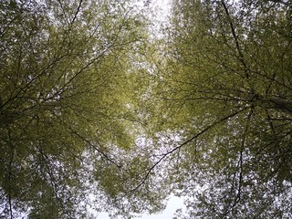 Blooming pine tree from above sky in Kota Kinabalu, Sabah. Malaysia, Borne