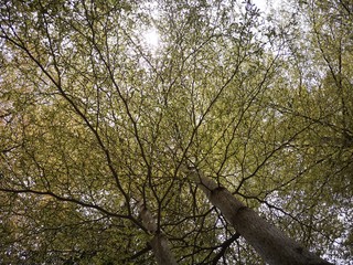 Blooming pine tree from above sky in Kota Kinabalu, Sabah. Malaysia, Borne