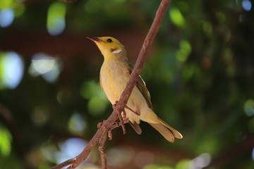 White-plumed honeyeater (Lichenostomus penicillatus), Australia