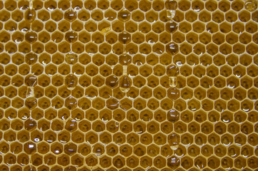 Glossy yellow golden honey comb sweet honeycomb drips flow during harvest background honeybee theme