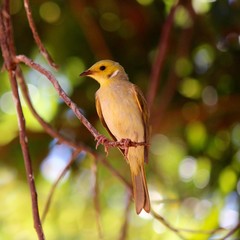 White-plumed honeyeater (lichenostomus penicillatus), Australia