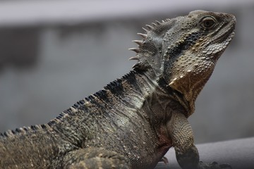 Water dragon (Intellagama lesueurii), Australia