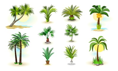 Fototapeta na wymiar Vector image shows set of different examples of wild and room green palm trees cartoon isolated illustration
