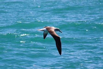Fototapeta na wymiar Albatross in flight, Kaikoura, New Zealand, Aotearoa