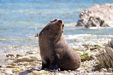 New Zealand fur seal, Kaikoura, New Zealand, Aotearoa