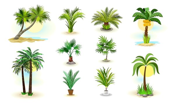 Vector image shows set of different examples of wild and room green palm trees cartoon isolated illustration