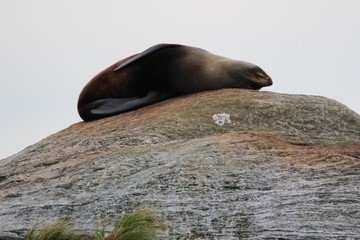 New Zealand fur seal, Doubtful Sound, New Zealand, Aotearoa