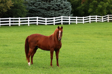 Wisconsin summer nature background with brown horse. Beautiful rural landscape with horse grazing...