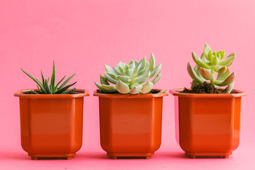 Succulent plants on pastel pink background. Flat lay.