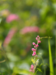 Pink flower Coral Vine, Mexican Creeper, Chain of Love Antigonon leptopus Hook and Arn name beautiful little bouquet blurred of nature background