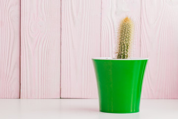 Green succulents on pink wooden background.