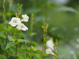 Fototapeta premium White Flower beautiful bouquet in garden blurred of nature background