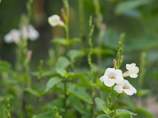White Flower beautiful bouquet in garden blurred of nature background