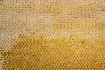 Glossy yellow golden honey comb sweet honeycomb drips flow during harvest background honeybee theme