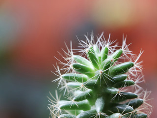 Cactus plant on blur background.