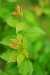 The colorful tops of the young shoots of the shrub